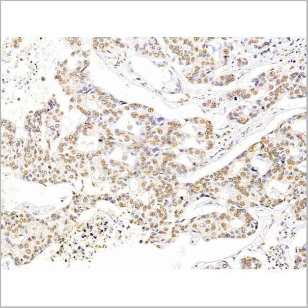 product-image-AAA31229_IHC4.jpg