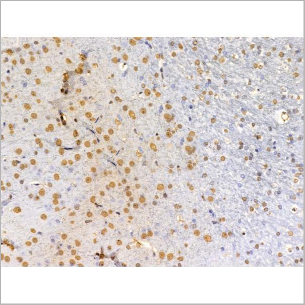 product-image-AAA31229_IHC5.jpg