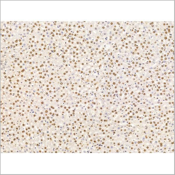 product-image-AAA31229_IHC7.jpg