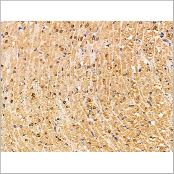 product-image-AAA31229_IHC8.jpg