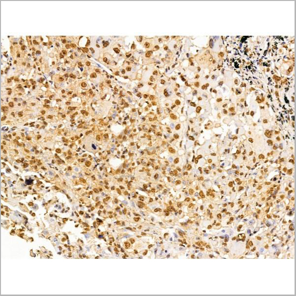 product-image-AAA31229_IHC9.jpg