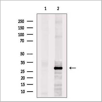 product-image-AAA31229_WB.jpg