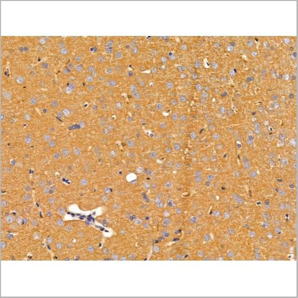 product-image-AAA31230_IHC3.jpg