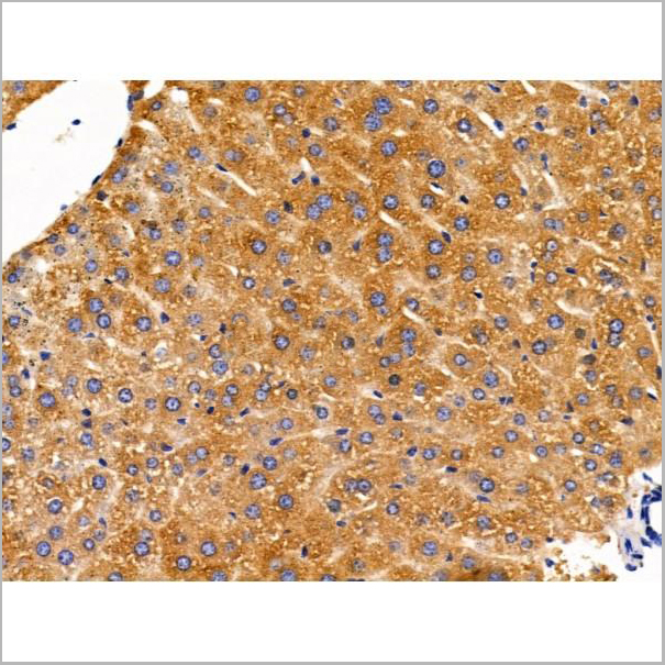 product-image-AAA31230_IHC6.jpg