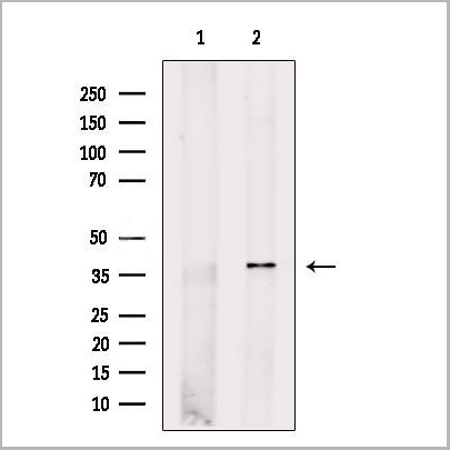 product-image-AAA31230_WB.jpg