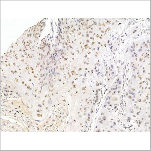 product-image-AAA31231_IHC10.jpg