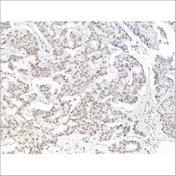 product-image-AAA31231_IHC2.jpg