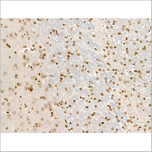 product-image-AAA31231_IHC3.jpg