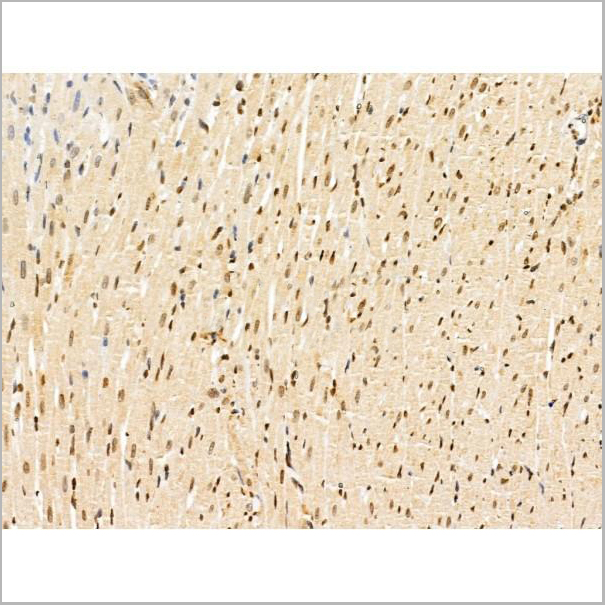 product-image-AAA31231_IHC5.jpg