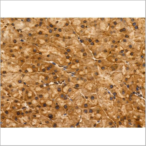 product-image-AAA31231_IHC6.jpg
