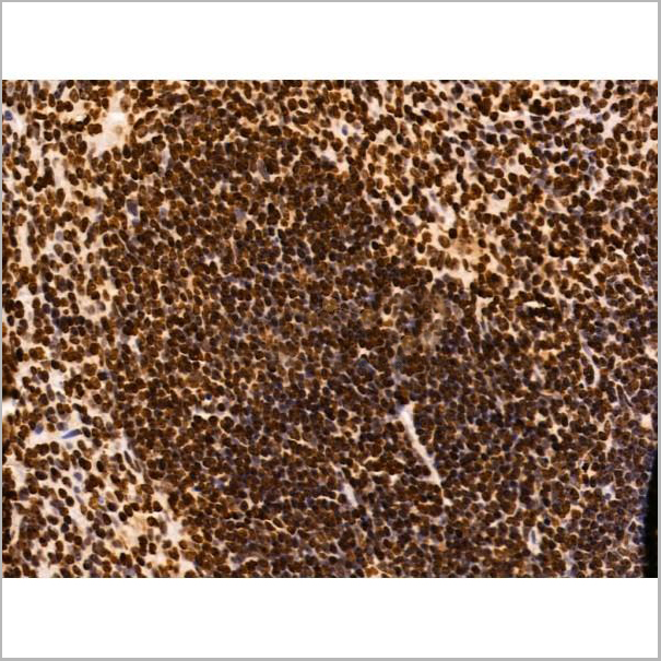 product-image-AAA31231_IHC7.jpg