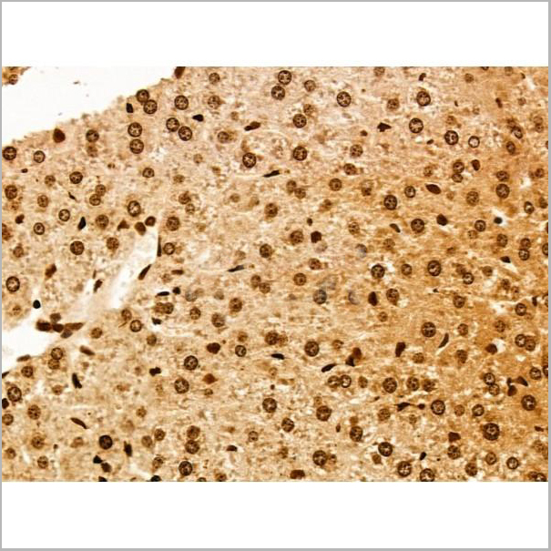 product-image-AAA31231_IHC8.jpg