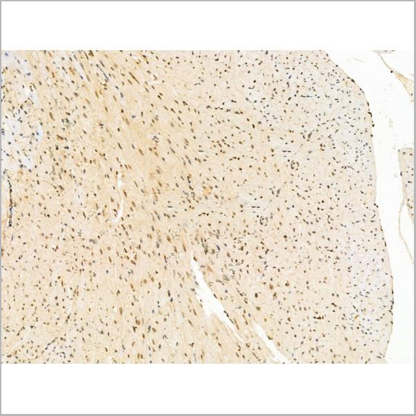product-image-AAA31231_IHC9.jpg