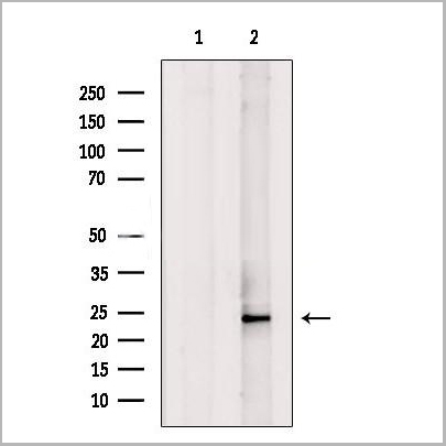 product-image-AAA31231_WB.jpg