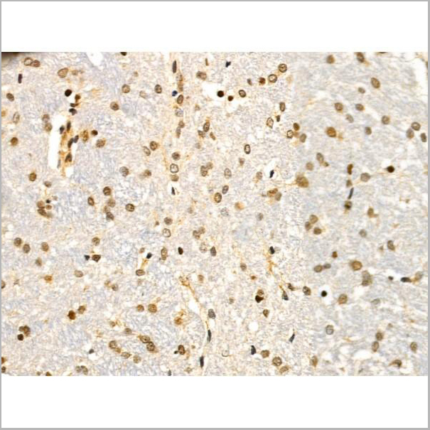 product-image-AAA31232_IHC3.jpg