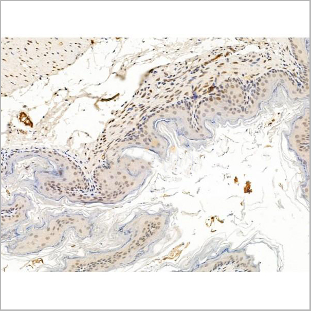product-image-AAA31232_IHC4.jpg