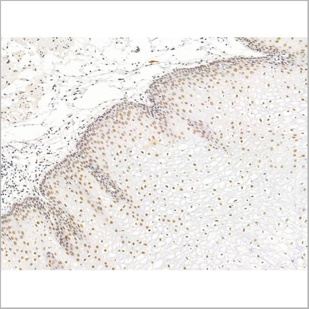 product-image-AAA31232_IHC8.jpg