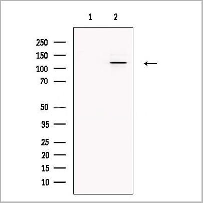 product-image-AAA31232_WB.jpg