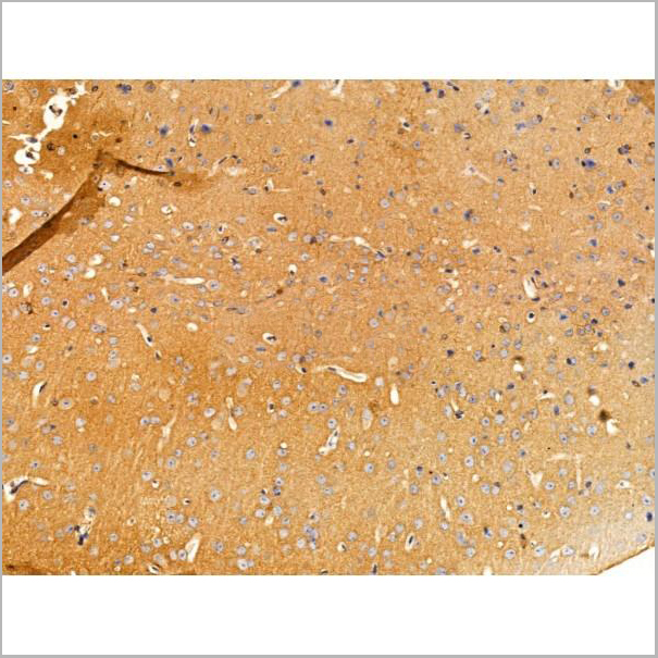 product-image-AAA31233_IHC3.jpg