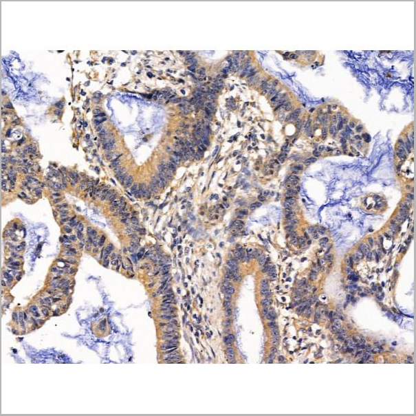 product-image-AAA31233_IHC4.jpg