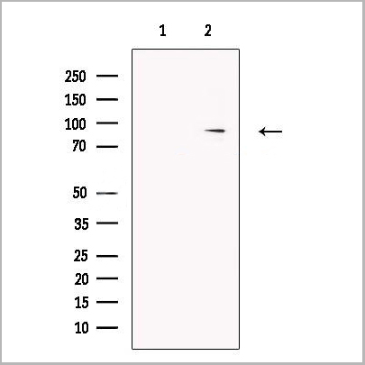 product-image-AAA31233_WB.jpg