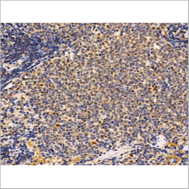product-image-AAA31234_IHC4.jpg