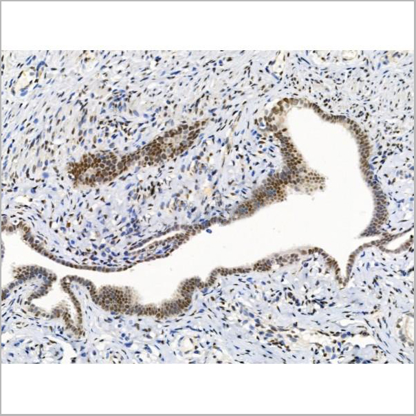 product-image-AAA31234_IHC6.jpg