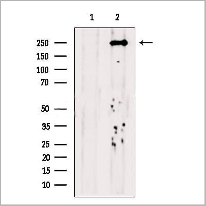 product-image-AAA31235_WB2.jpg