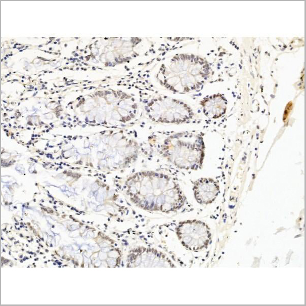 product-image-AAA31236_IHC10.jpg