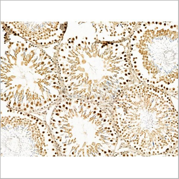 product-image-AAA31236_IHC3.jpg