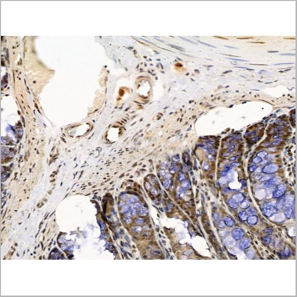 product-image-AAA31236_IHC4.jpg