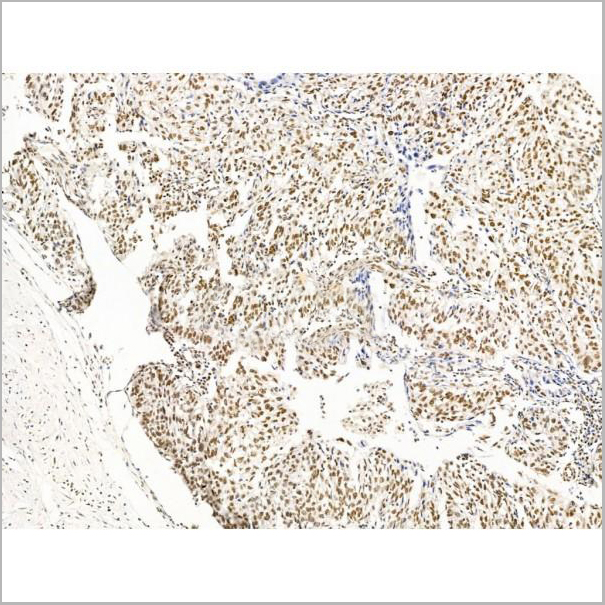 product-image-AAA31236_IHC6.jpg
