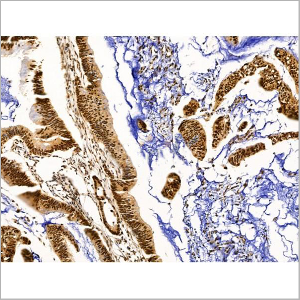 product-image-AAA31236_IHC7.jpg