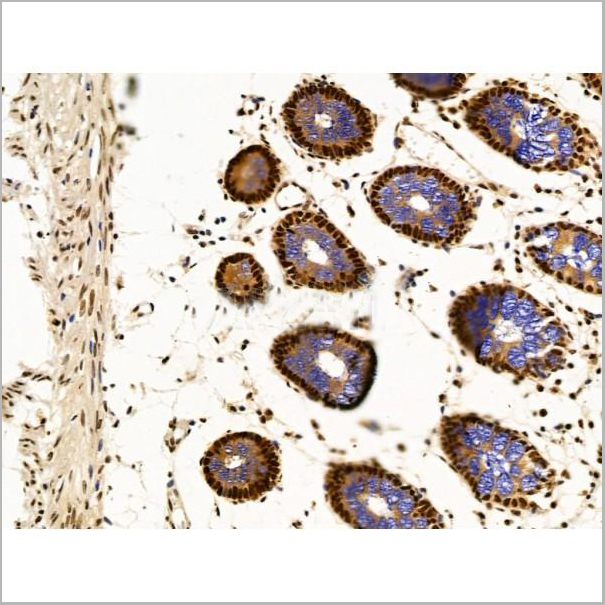 product-image-AAA31236_IHC8.jpg