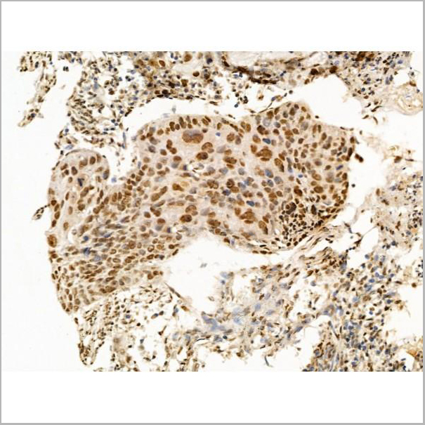 product-image-AAA31236_IHC9.jpg