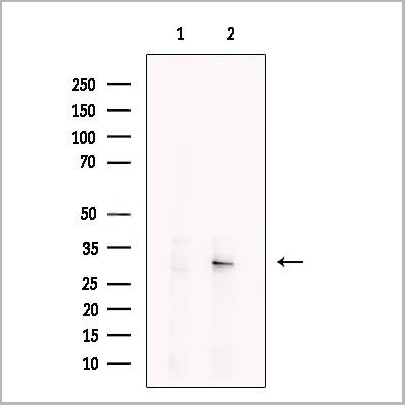 product-image-AAA31236_WB.jpg