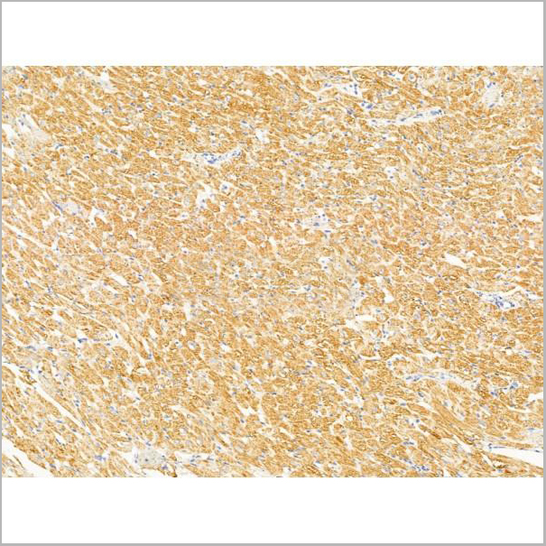 product-image-AAA31237_IHC6.jpg