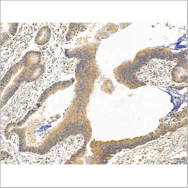 product-image-AAA31237_IHC7.jpg