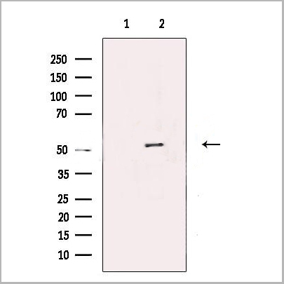 product-image-AAA31237_WB.jpg