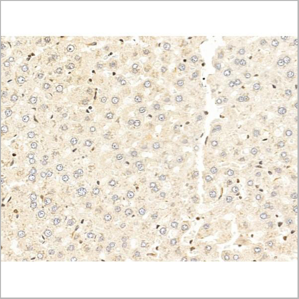product-image-AAA31238_IHC4.jpg