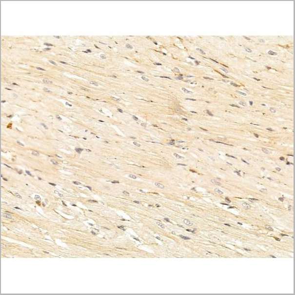 product-image-AAA31238_IHC5.jpg