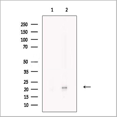 product-image-AAA31238_WB.jpg