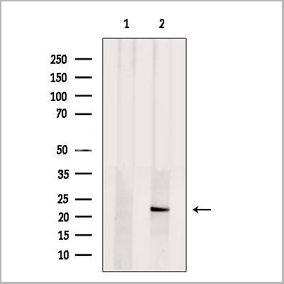 product-image-AAA31238_WB2.jpg