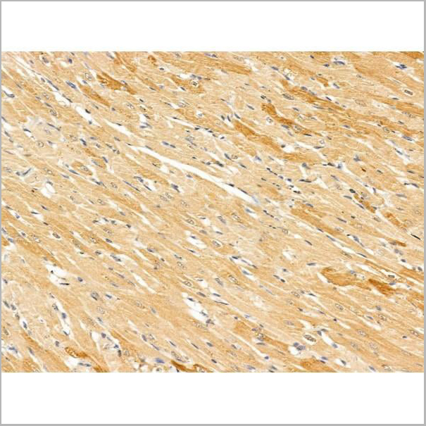 product-image-AAA31239_IHC3.jpg