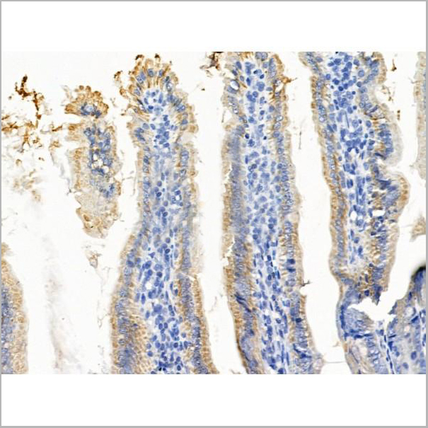 product-image-AAA31239_IHC4.jpg
