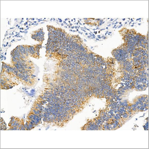 product-image-AAA31239_IHC7.jpg