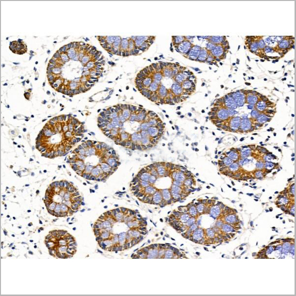 product-image-AAA31239_IHC8.jpg