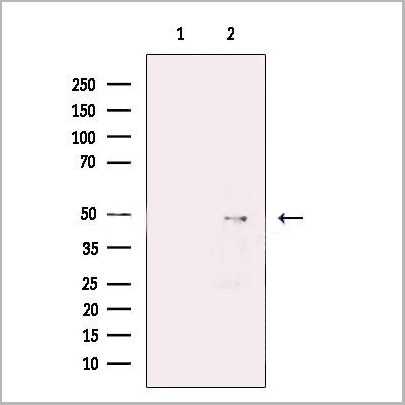 product-image-AAA31239_WB.jpg