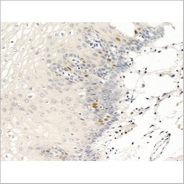 product-image-AAA31240_IHC3.jpg