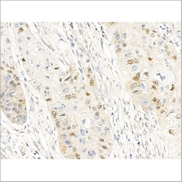 product-image-AAA31240_IHC4.jpg